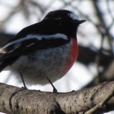 Petroica boodang (Scarlet Robin) at Florey, ACT - 3 Jun 2019 by Kurt