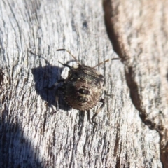 Dictyotus caenosus (Brown Shield Bug) at Denman Prospect, ACT - 31 May 2019 by Christine