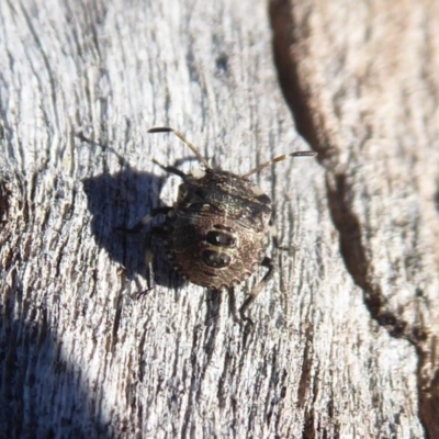 Dictyotus caenosus (Brown Shield Bug) at Molonglo River Reserve - 31 May 2019 by Christine