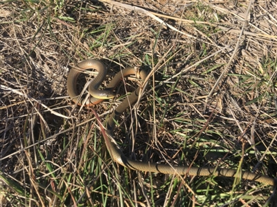 Delma inornata (Olive Legless-lizard) at Amaroo, ACT - 1 Jun 2019 by BrianLR