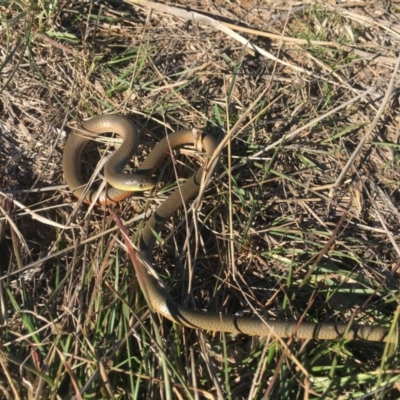 Delma inornata (Olive Legless-lizard) at Goorooyarroo NR (ACT) - 1 Jun 2019 by BrianHerps