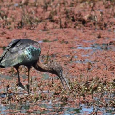 Plegadis falcinellus (Glossy Ibis) at Fyshwick, ACT - 16 Oct 2011 by Marthijn