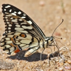 Papilio demoleus (Chequered Swallowtail) at Rendezvous Creek, ACT - 30 Dec 2010 by Marthijn