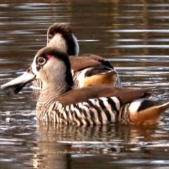 Malacorhynchus membranaceus (Pink-eared Duck) at Jerrabomberra Wetlands - 2 Jun 2019 by jbromilow50