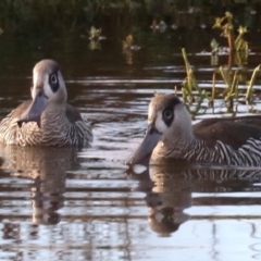 Malacorhynchus membranaceus at Fyshwick, ACT - 3 Jun 2019