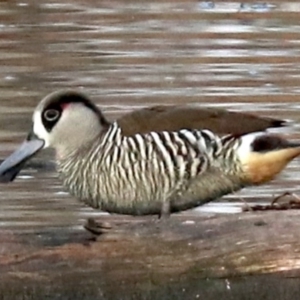 Malacorhynchus membranaceus at Fyshwick, ACT - 3 Jun 2019