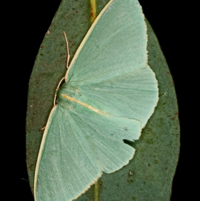 Chlorocoma (genus) (Emerald moth) at Kambah, ACT - 8 Jan 2012 by Marthijn