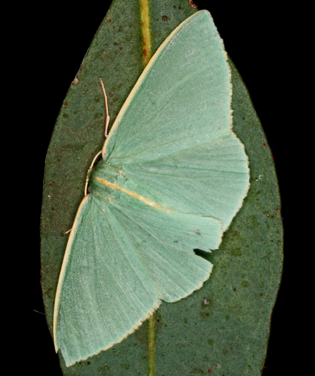 Chlorocoma (genus) at Kambah, ACT - 8 Jan 2012