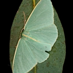 Chlorocoma (genus) (Emerald moth) at Kambah, ACT - 8 Jan 2012 by Marthijn