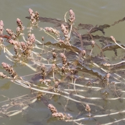 Myriophyllum verrucosum (Red Water-milfoil) at Michelago, NSW - 3 Dec 2018 by Illilanga