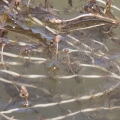 Myriophyllum verrucosum at Illilanga & Baroona - 3 Dec 2018 12:10 PM
