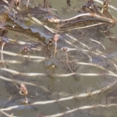 Myriophyllum verrucosum at Illilanga & Baroona - 3 Dec 2018