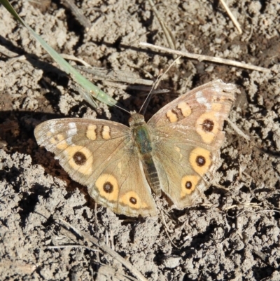 Junonia villida (Meadow Argus) at Kambah Pool - 2 Jun 2019 by MatthewFrawley