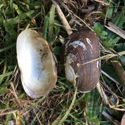Unverified Other Arthropod at Mongarlowe River - 2 Jun 2019 by LisaH