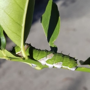 Papilio aegeus at Red Hill, ACT - 2 Jun 2019