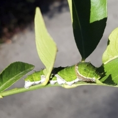 Papilio aegeus at Red Hill, ACT - 2 Jun 2019 02:55 PM