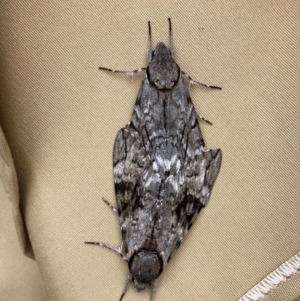 Psilogramma casuarinae at Red Hill, ACT - 3 Feb 2019