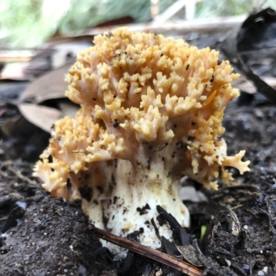 Ramaria sp. (genus) (A Coral fungus) at Tumbarumba, NSW - 19 May 2019 by Illilanga