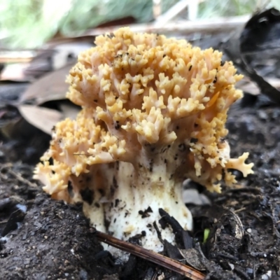 Ramaria sp. (genus) (A Coral fungus) at Tumbarumba, NSW - 19 May 2019 by Illilanga