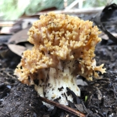 Ramaria sp. (A Coral fungus) at Bago State Forest - 19 May 2019 by Illilanga