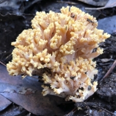 Ramaria sp. at Bago State Forest - 19 May 2019