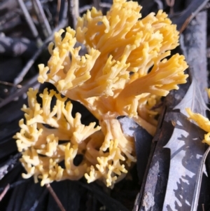 Ramaria sp. at Bago State Forest - 19 May 2019