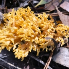 Ramaria sp. at Bago State Forest - 19 May 2019 11:19 AM