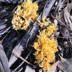 Ramaria sp. at Bago State Forest - 19 May 2019 11:19 AM