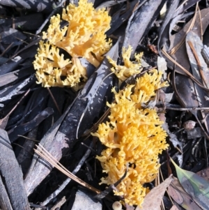 Ramaria sp. at Bago State Forest - 19 May 2019