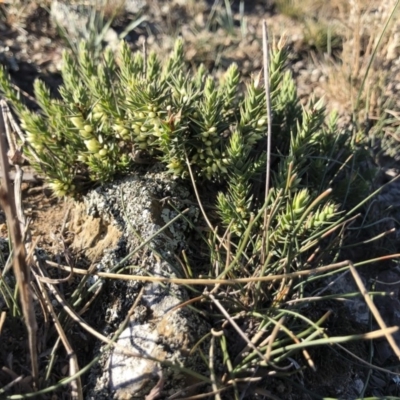 Melichrus urceolatus (Urn Heath) at Michelago, NSW - 28 Apr 2019 by Illilanga