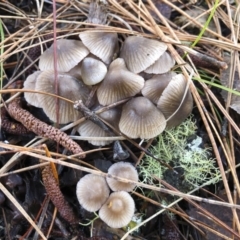 Mycena sp. ‘grey or grey-brown caps’ at Bago State Forest - 19 May 2019 by Illilanga