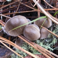 Mycena sp. ‘grey or grey-brown caps’ at Tumbarumba, NSW - 19 May 2019
