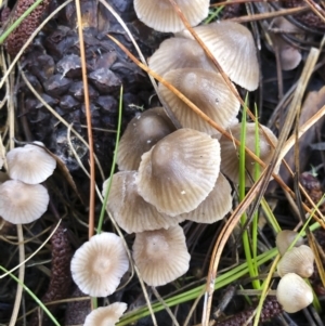 Mycena sp. ‘grey or grey-brown caps’ at Bago State Forest - 19 May 2019