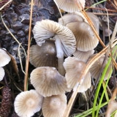 Mycena sp. ‘grey or grey-brown caps’ at Bago State Forest - 19 May 2019