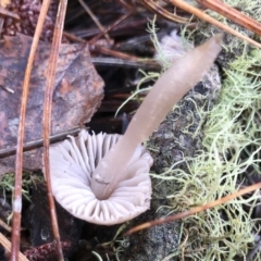 Mycena sp. ‘grey or grey-brown caps’ at Bago State Forest - 19 May 2019 11:05 AM