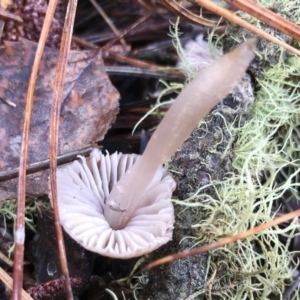 Mycena sp. ‘grey or grey-brown caps’ at Bago State Forest - 19 May 2019