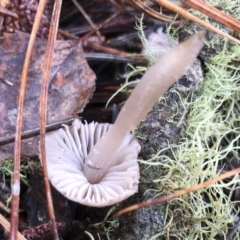 Mycena sp. ‘grey or grey-brown caps’ at Bago State Forest - 19 May 2019