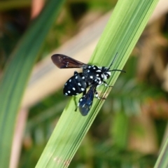 Thyreus lugubris (Domino Cuckoo Bee) at Sanctuary Point, NSW - 24 Mar 2016 by christinemrigg