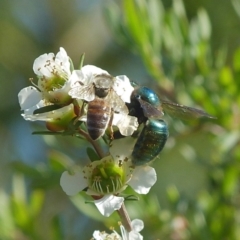 Xylocopa (Lestis) aeratus (Metallic Green Carpenter Bee) at Booderee National Park - 19 Nov 2016 by christinemrigg