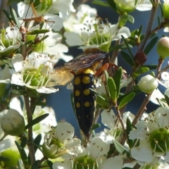 Catocheilus sp. (genus) (Smooth flower wasp) at Sanctuary Point, NSW - 19 Nov 2016 by christinemrigg