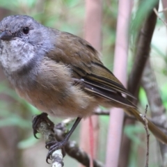 Pachycephala olivacea (Olive Whistler) at Monga, NSW - 14 Mar 2010 by Marthijn