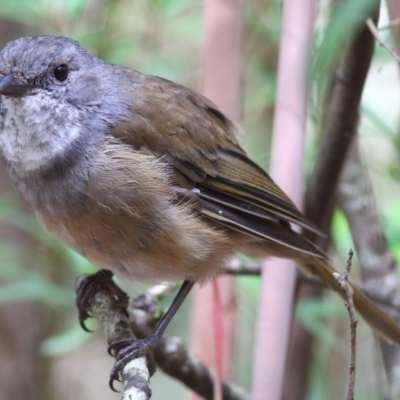 Pachycephala olivacea (Olive Whistler) at Mongarlowe River - 14 Mar 2010 by Marthijn