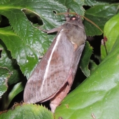 Oxycanus dirempta (Variable Oxycanus) at Conder, ACT - 26 May 2019 by MichaelBedingfield