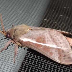 Oxycanus dirempta at Conder, ACT - 26 May 2019 02:29 AM