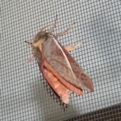 Oxycanus dirempta at Conder, ACT - 26 May 2019 02:29 AM