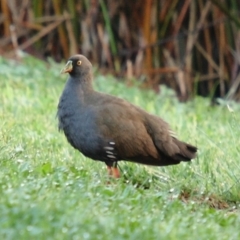 Tribonyx ventralis (Black-tailed Native-hen) at Kingston, ACT - 3 Nov 2009 by Marthijn