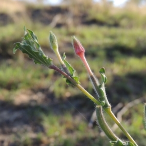 Oenothera indecora subsp. bonariensis at Tuggeranong DC, ACT - 27 Mar 2019