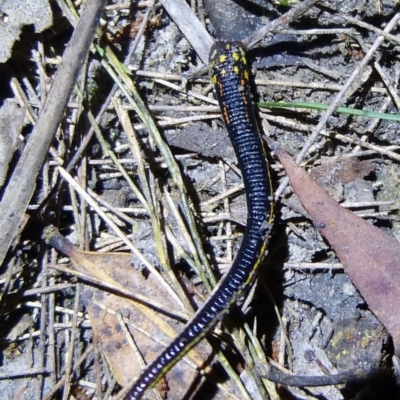 Hirudinea sp. (Class) (Unidentified Leech) at Jervis Bay National Park - 25 Oct 2015 by christinemrigg