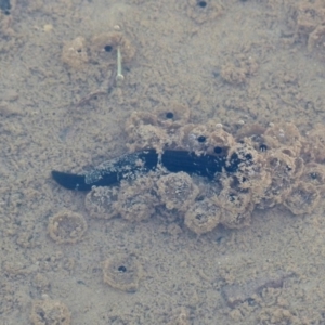 Hirudinea sp. (Class) at Hyams Beach, NSW - 25 Oct 2015