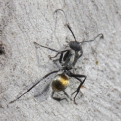 Polyrhachis ammon (Golden-spined Ant, Golden Ant) at Acton, ACT - 2 Jun 2019 by TimL